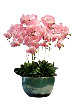 蝴蝶兰仿真花大型高档兰花手感保湿假花盆景客厅大堂酒店装饰摆件