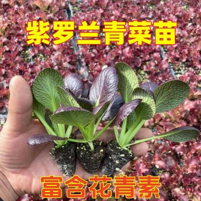 蔬菜苗秧苗紫油菜种苗大全春季紫罗兰菜苗苦菊四季茼蒿葫萝卜生菜