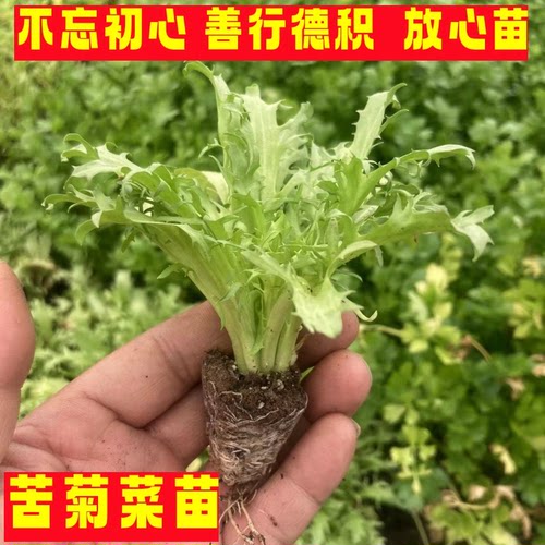 凡森夏季当季蔬菜苗秧苗带土发货