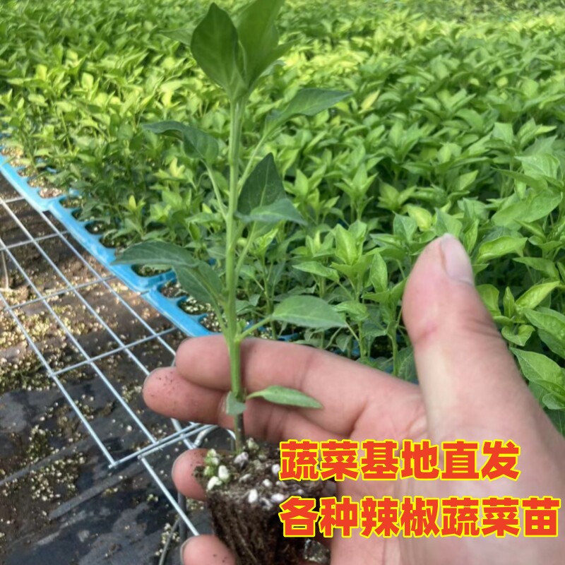 辣椒苗蔬菜苗线椒朝天椒小米辣西红柿茄子西瓜香瓜阳台庭院种植苗