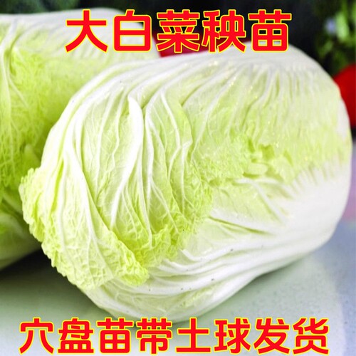 大白菜秧苗菜苗蔬菜苗白菜秧苗穴盘苗带土球秋季白菜幼苗当季菜苗 - 封面