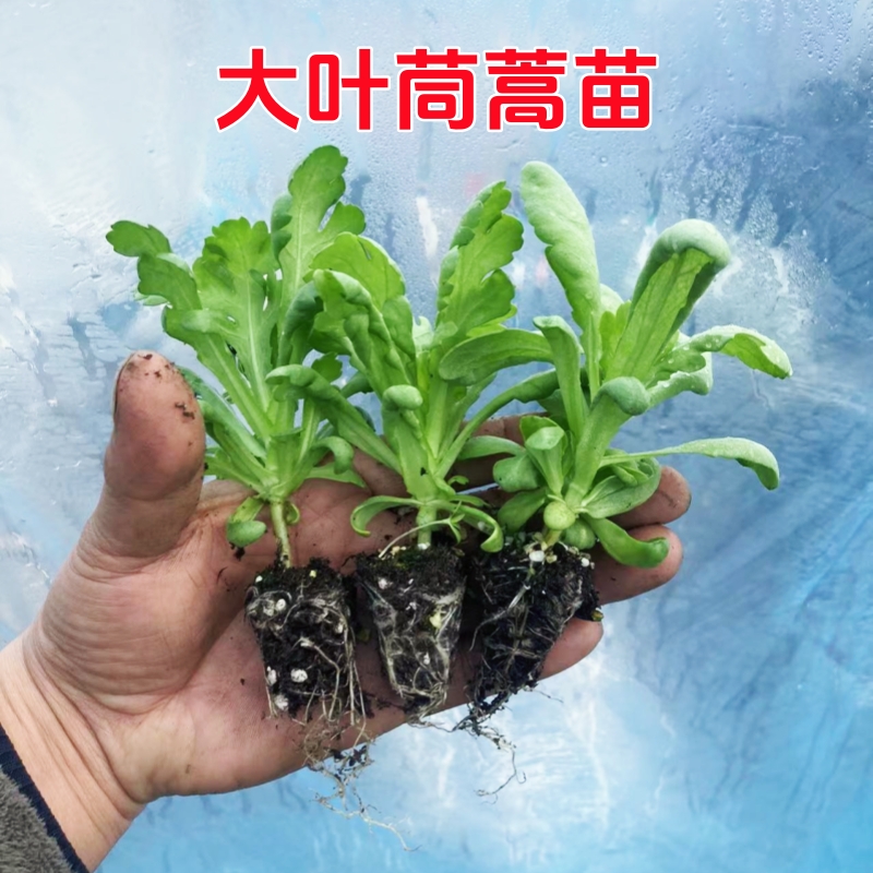 茼蒿苗大叶茼蒿菜秧苗