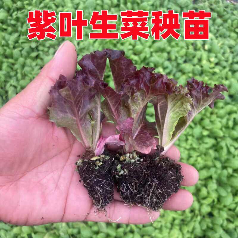 紫色生菜苗蔬菜苗幼苗四季种植带土发货种苗耐寒莴笋甘蓝西蓝花菜