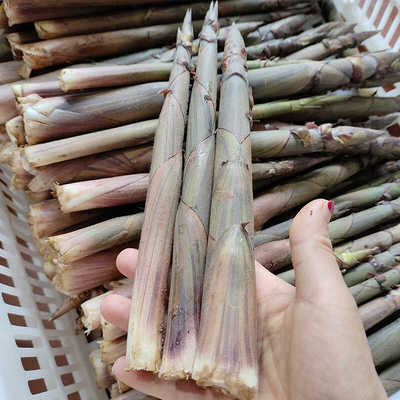 新鲜现挖野生小竹笋包邮