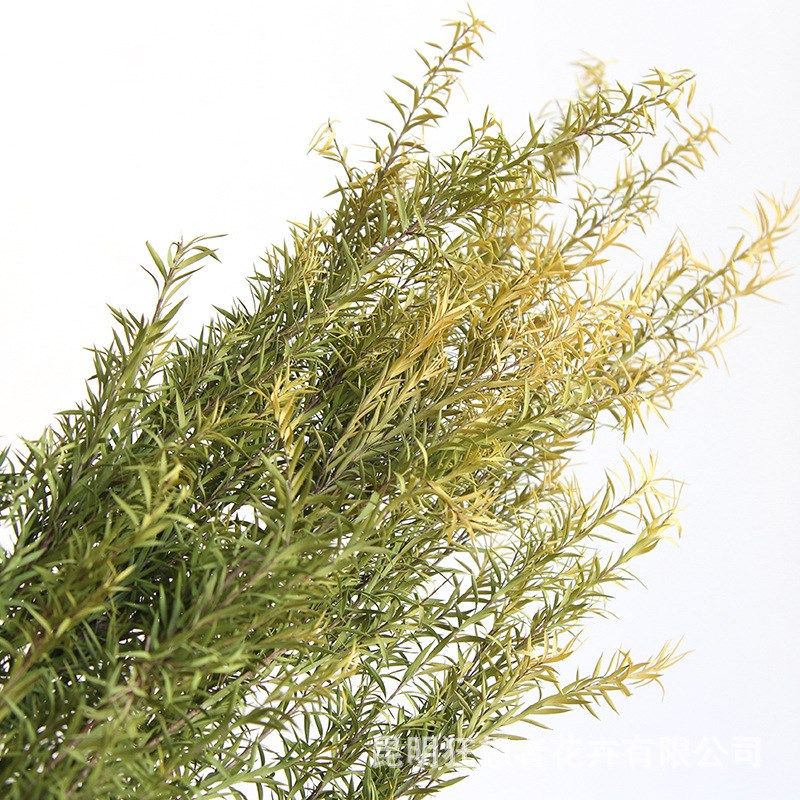 狂想者新品千层金森系自然干花真花叶子树枝配材家居装饰批发