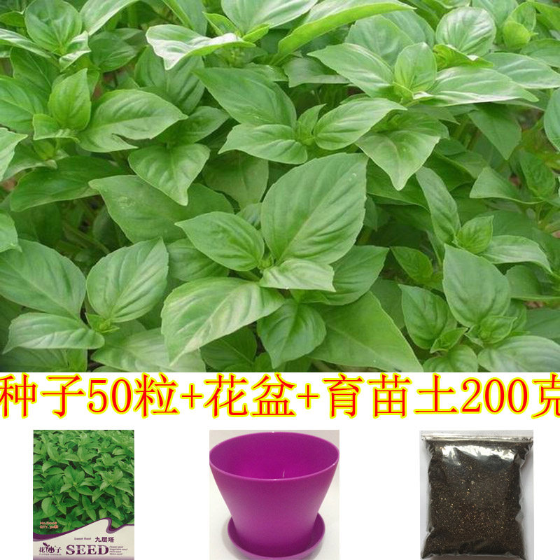 甜香罗勒种子九层塔香草柠檬薄荷蔬菜种子四季易种阳台香草籽套餐|ruв категории Женская одежда, футболка - от Buy2taobao.com для оказания профессиональной услуги покупки агента Taobao