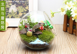 微观苔藓多肉迷你植物玻璃微景观盆栽绿植盆景生态瓶diy材料包