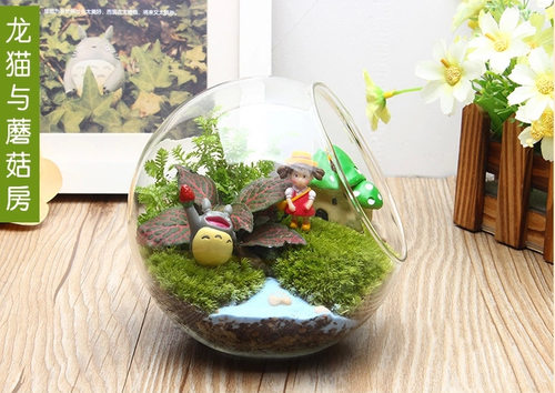 微观苔藓多肉迷你玻璃绿植