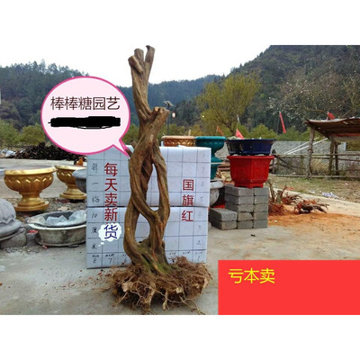 杜鹃花映山红树桩盆栽包活