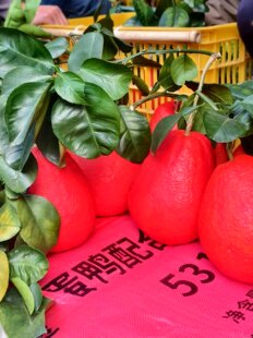 顺丰空运新鲜柚子叶现摘碌柚叶带枝老树柚子叶沐浴出狱拘留所盆