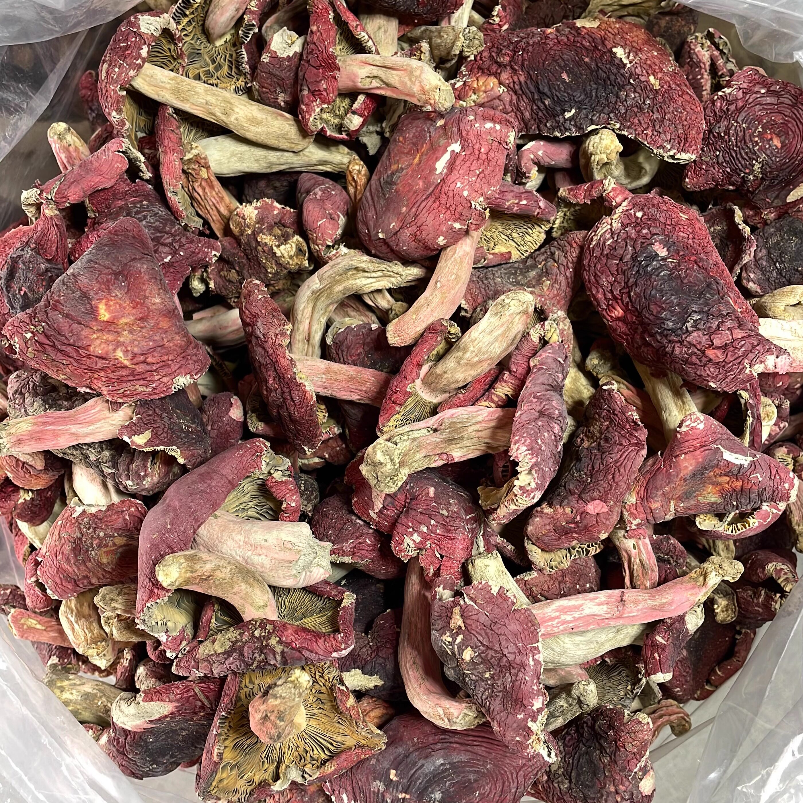 福建三明精选野生正宗蓝底大红菇红椎菌月子菇红蘑菇500g炖汤佳品