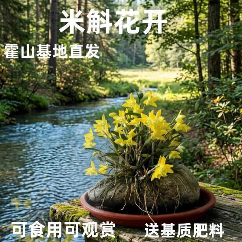 霍山原产基地直发霍山米斛苗铁皮石斛盆栽可种植可食用