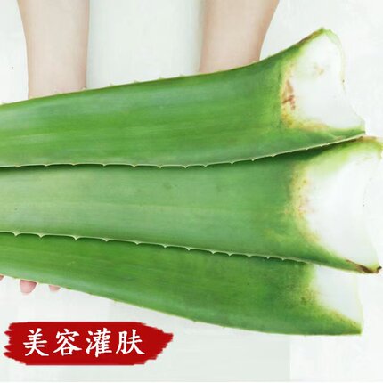 芦荟超大叶片美容院芦荟灌肤敷脸护肤新鲜采摘可食用多肉植物绿植