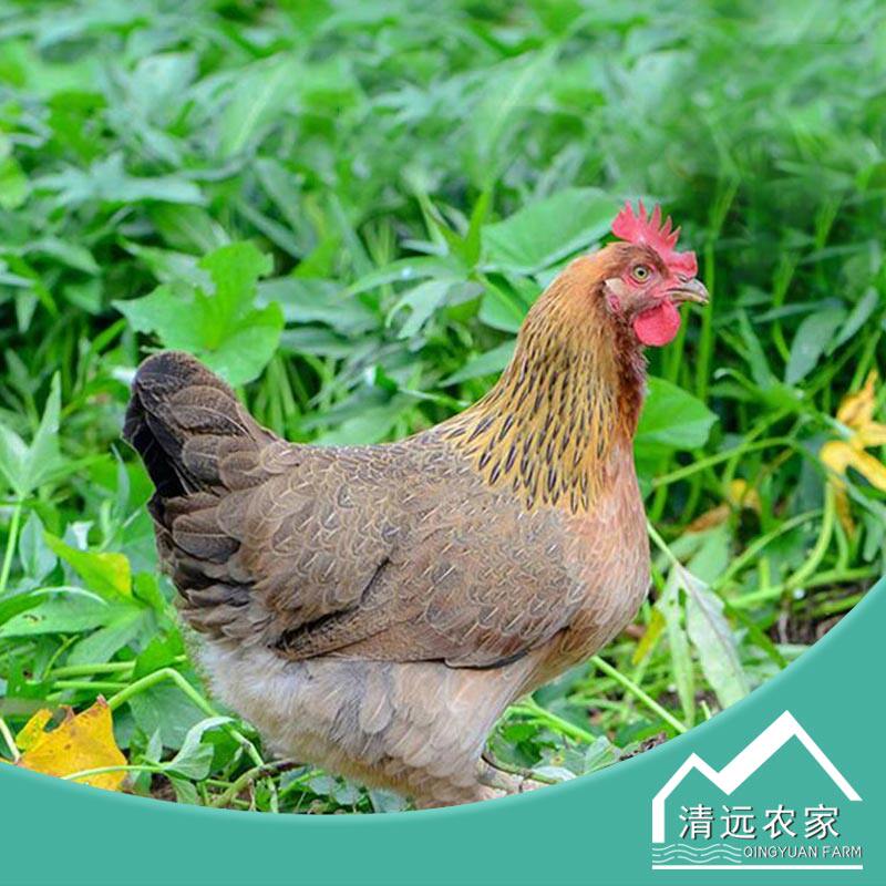 清农优选广东清远山林散养138天休眠清远鸡/清远麻鸡1000g/只*1袋|msdalam kategori daging perikanan/Buah-buahan segar dan sayur-sayuran/dimasak, daging mentah/daging, ayam, ayam mentah - dari Buy2taobao.com untuk memberikan perkhidmatan ejen Taobao profesional membeli