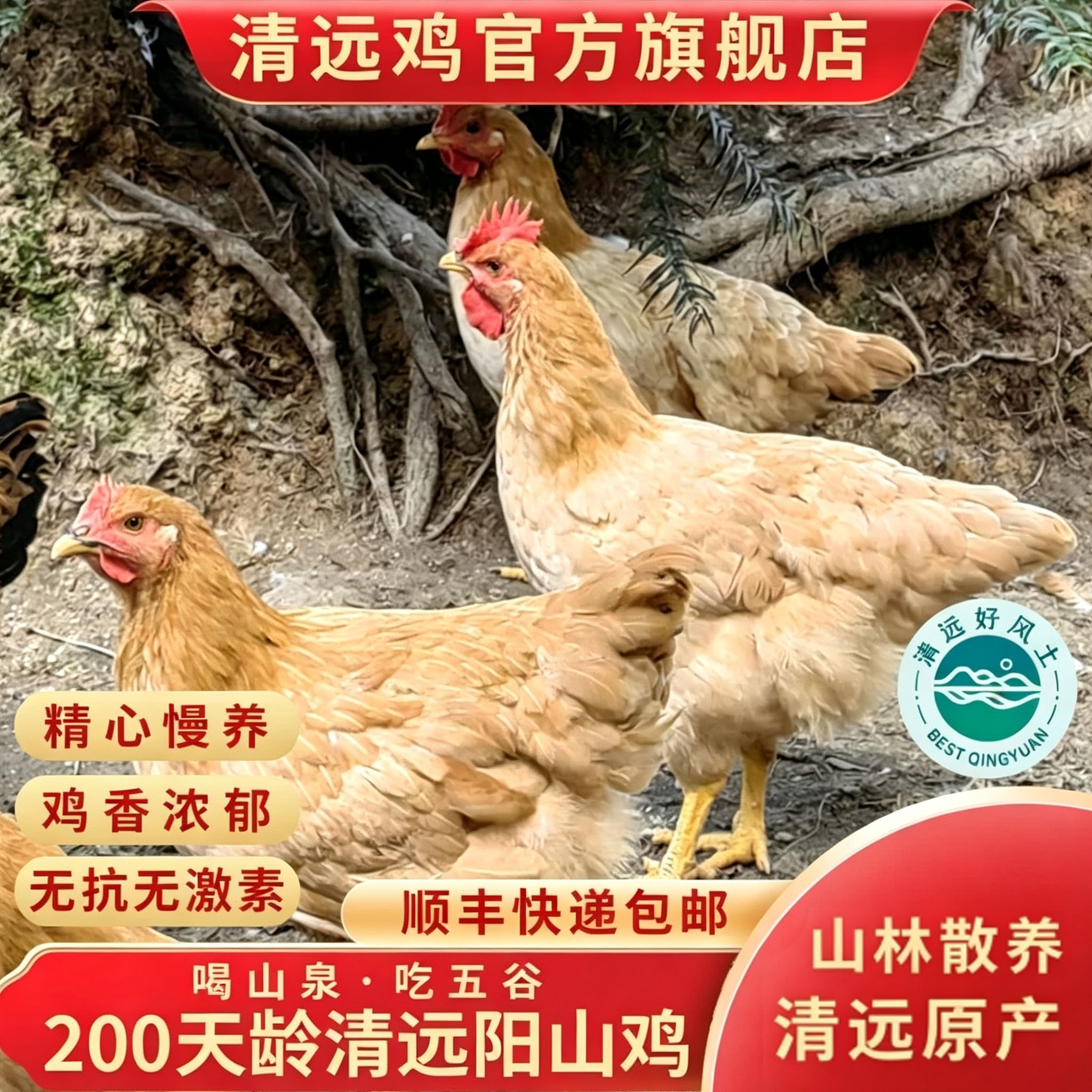 广东清远山林散养1000g阳山鸡图片