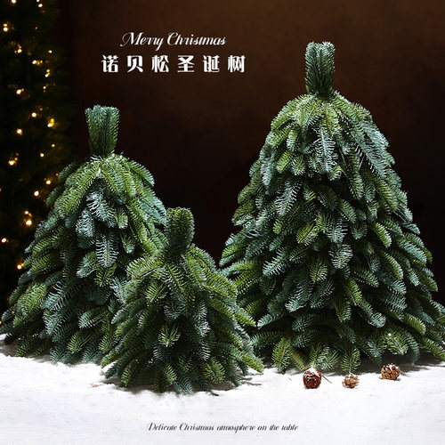 圣诞树小树2025新款诺贝松裸树
