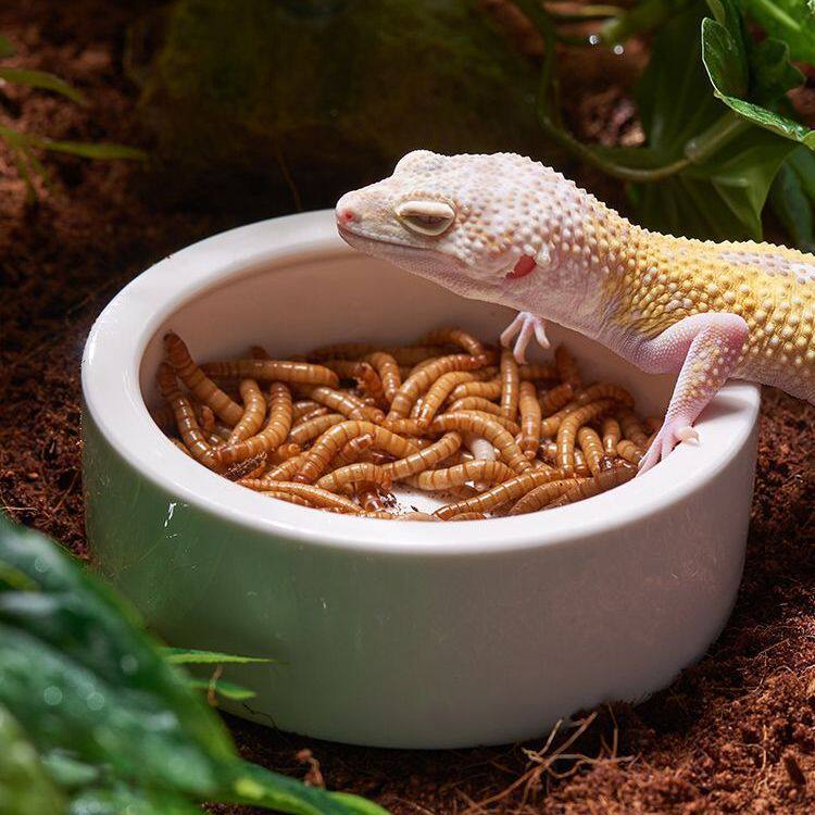 陶瓷爬宠碗爬虫守宫蜥蜴食盆防逃鬃狮玉米水盆活面包虫杜比亚食碗