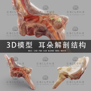 G955-C4D/MAYA/3DMAX三维素材 耳朵截面解剖结构鼓膜 3D模型素材