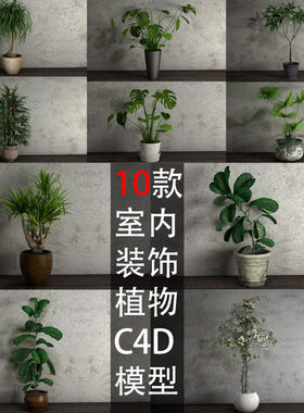 C4D模型10款室内装饰植物办公室盆景大叶龟背葵发财树GC004