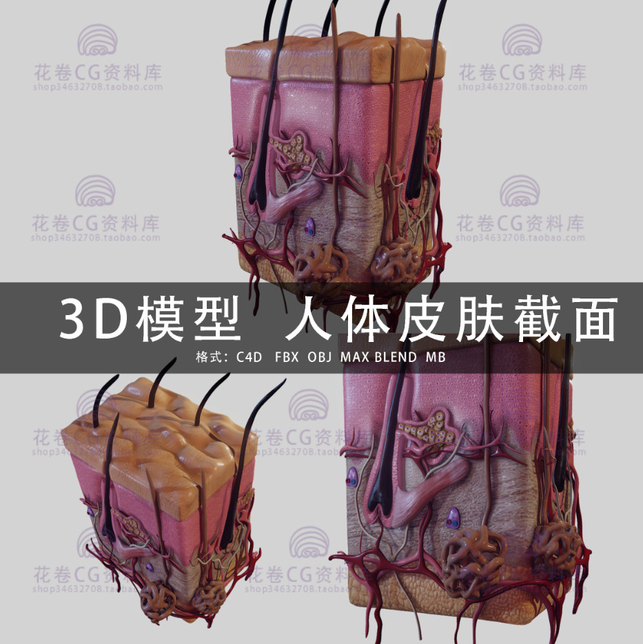G545-C4D/MAYA/3DMAX三维模型 皮肤横截面表皮真皮毛囊皮脂3D模型