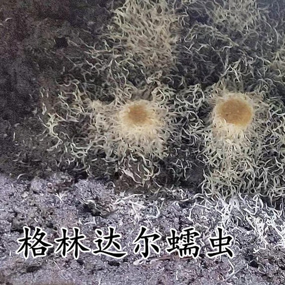 白线虫格林达尔蠕虫醋虫汽水微虫活体饲料高蛋白斗鱼金鱼小鱼开口