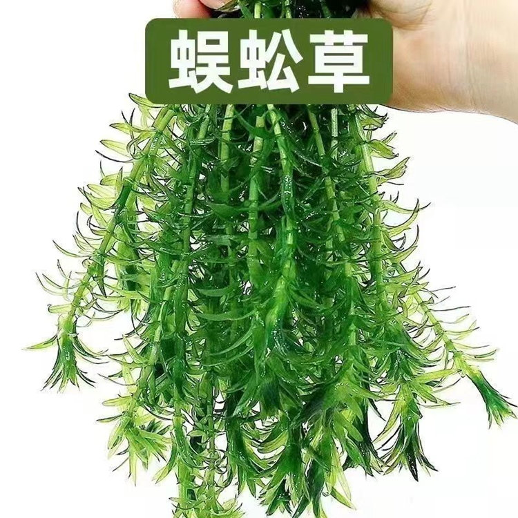 蜈蚣草水草绿植净化水质植物阴性水培真草懒人鱼缸活草增氧金鱼藻