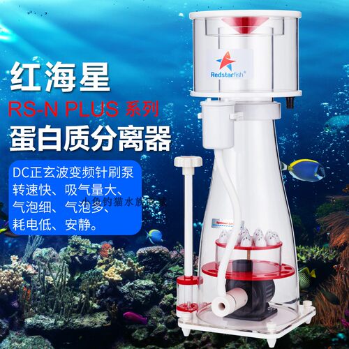 红海星蛋白质分离器珊瑚大型蛋分