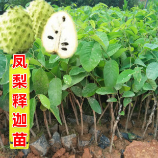 释迦果苗树台湾嫁接凤梨番荔枝苗嫁接苗地栽盆栽佛陀树苗含盆种植