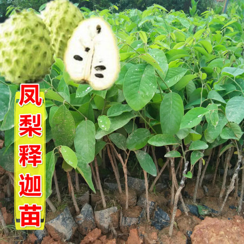 释迦果苗树台湾嫁接凤梨番荔枝苗嫁接苗地栽盆栽佛陀树苗含盆种植