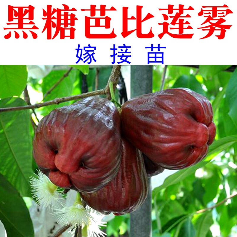 大果莲雾南方果树苗黑糖芭比