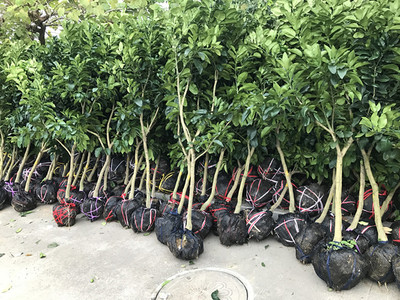 带土球葡萄柚果树四季常绿