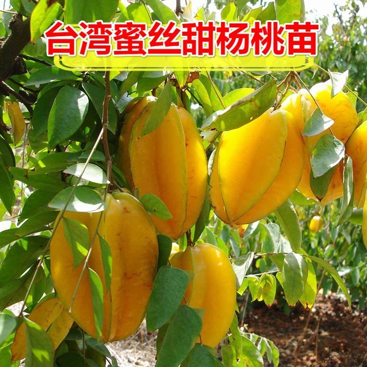 杨桃果树苗 台湾四季甜杨桃苗蜜丝杨桃嫁接苗B12地栽盆栽当年结果