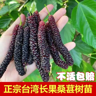 台湾长桑葚苗树苗四季桑葚子苗长桑果苗果苗盆栽地栽带果毛毛虫桑