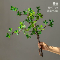 Бегония оставляет 2