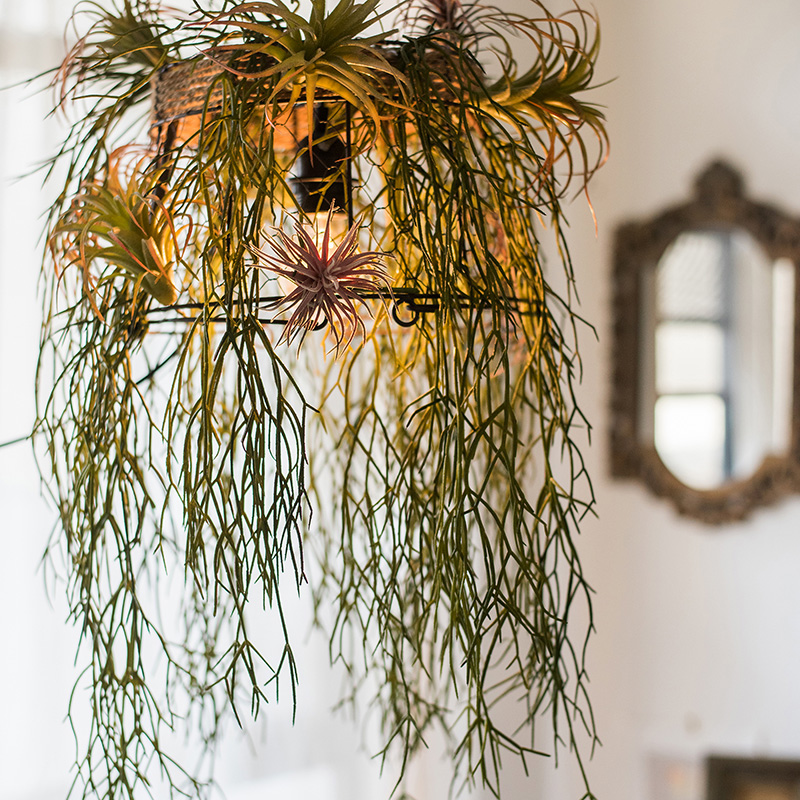 掬涵仿真植物松萝铁兰垂吊空间