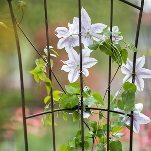 户外铁艺花园庭院栅栏花架铁线莲蔷薇月季 植物爬藤架绿萝撑杆支架