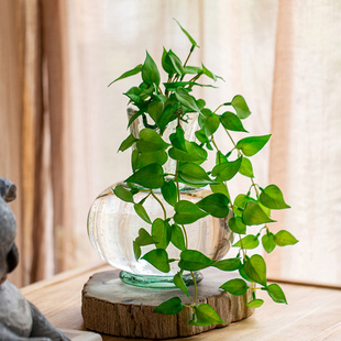 饰客厅 掬涵仿真植物绿萝铜钱草龟背竹藤蔓垂吊绿植吊兰花艺墙面装