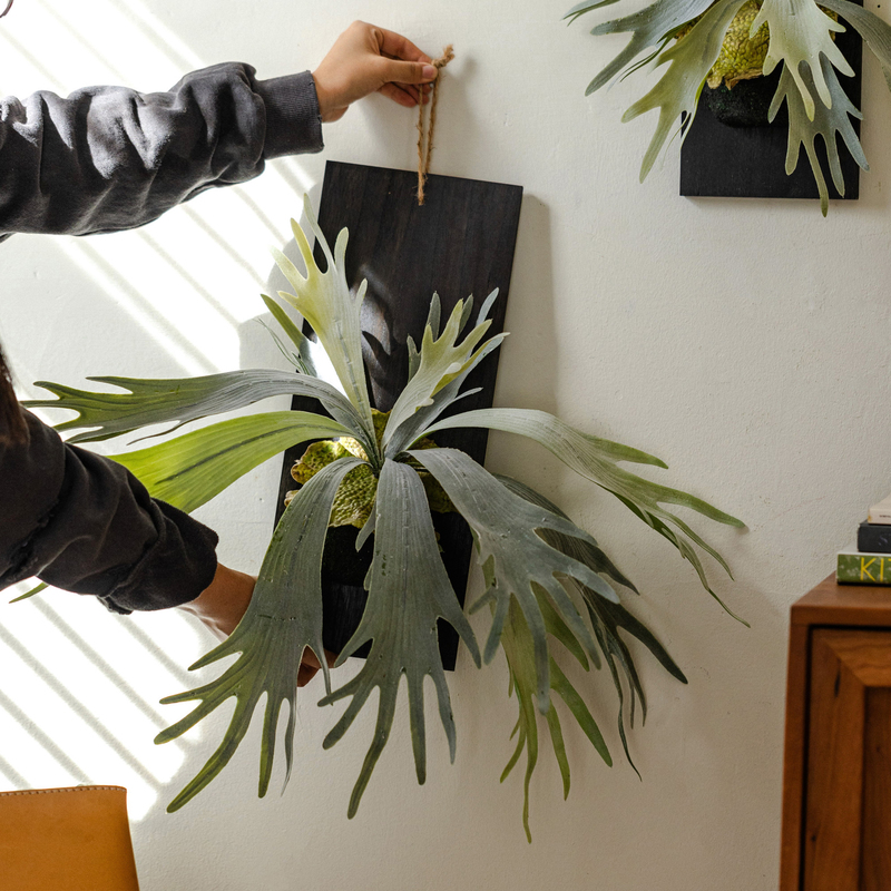 掬涵实木画框挂墙仿真绿植鹿角蕨