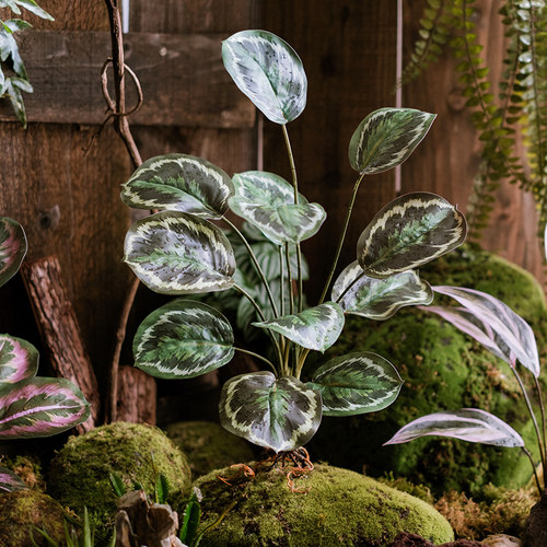 仿真绿植苹果竹芋花艺橱窗