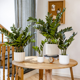 饰摆件 掬涵仿真铜钱草金钱叶植物假花装 饰盆栽盆景家居客厅餐厅装