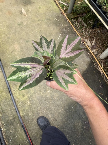 彩叶西番莲鸭掌西番莲雨林植物攀爬植物垂吊植物
