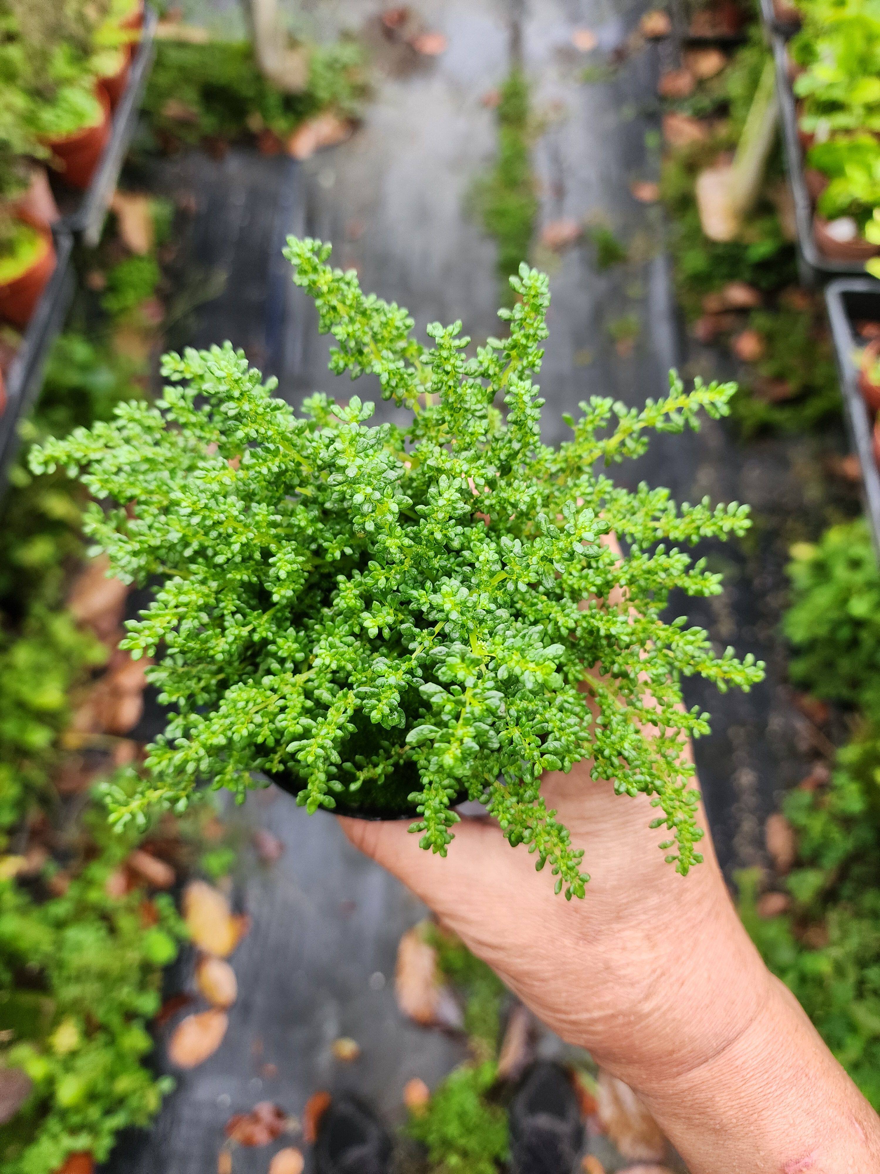 小叶冷水花雨林缸植物桌面绿植