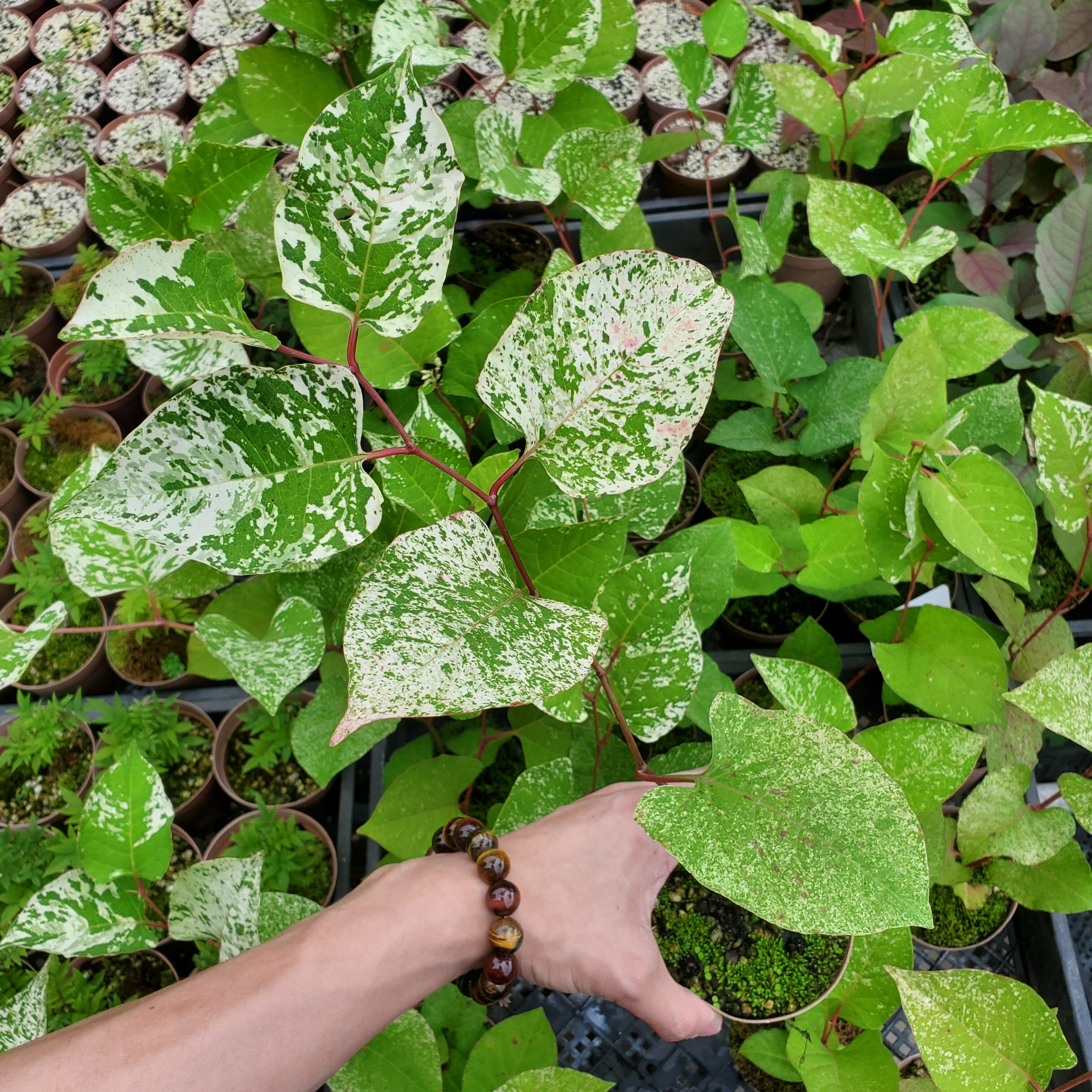 虎杖锦 微型盆景迷你小盆栽桌面小绿植书法茶室好养植物