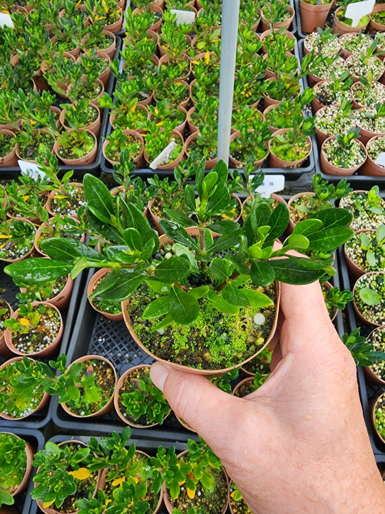 潮珠栀子花，华系栀子花经典品种，适合赏花赏果做盆景