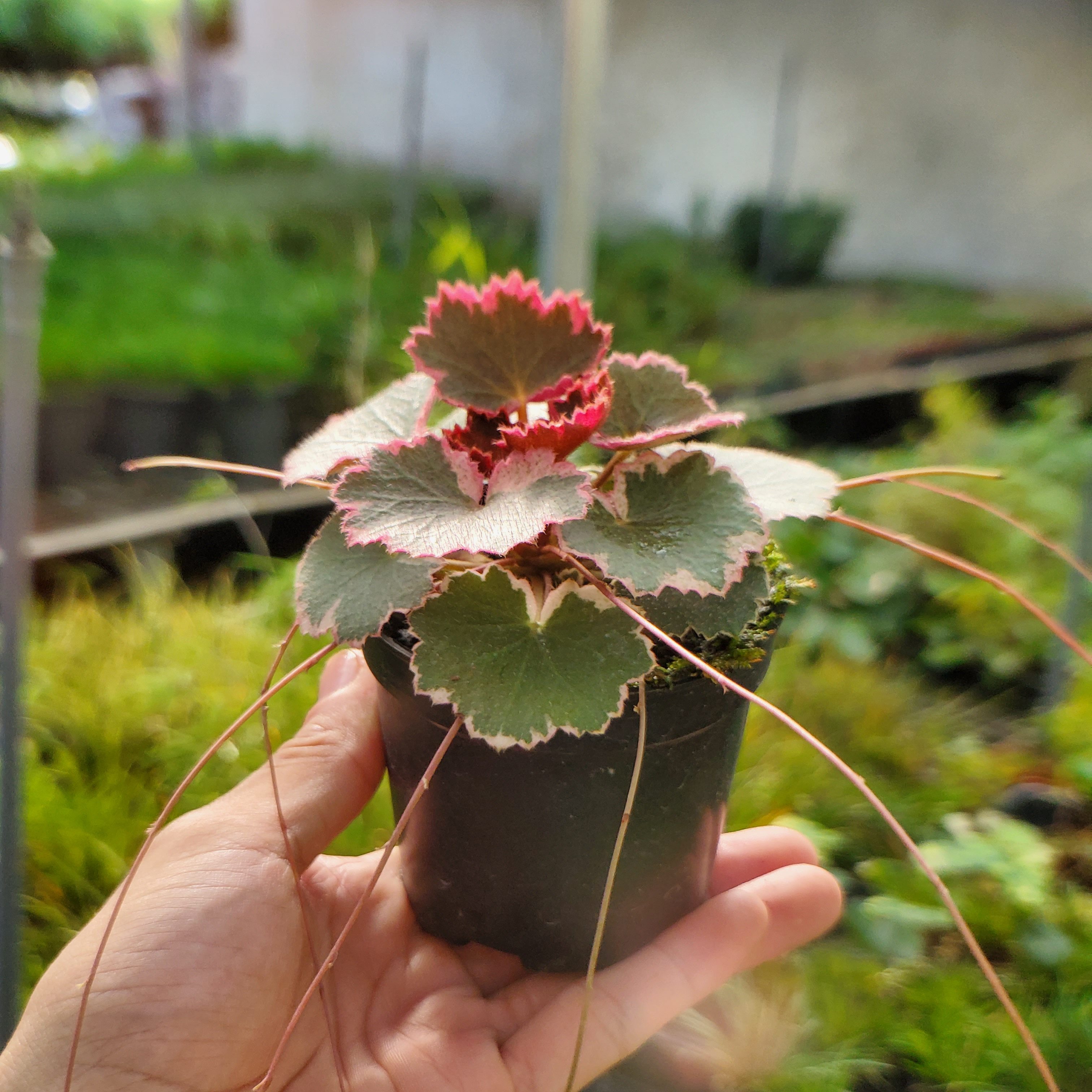 御所车虎耳草 微型盆景迷你小盆栽阳台庭院绿植案几摆件植物