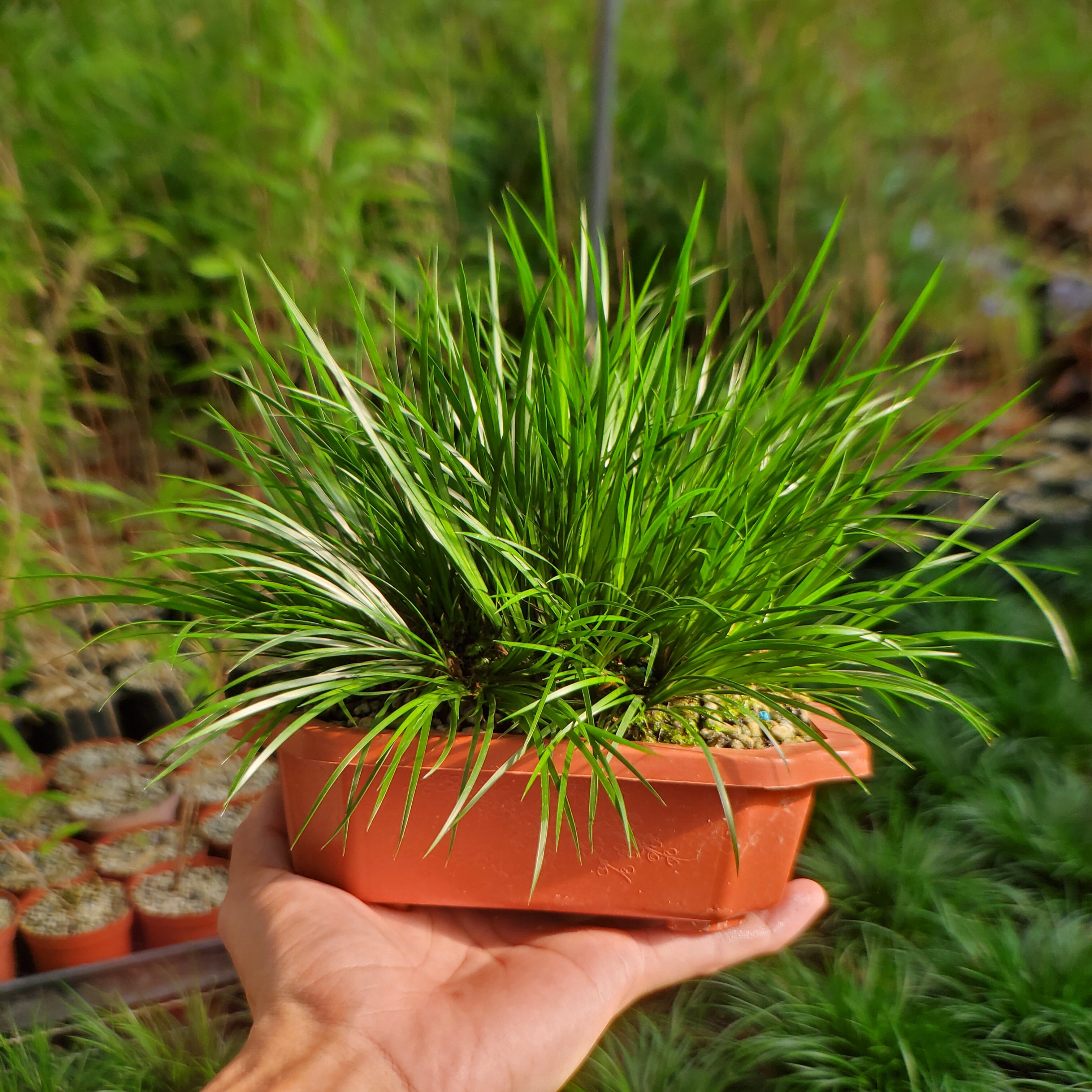 虎须菖蒲十年老桩微型盆景金钱黄金姬拂手留香迷你小盆绿植蒲草