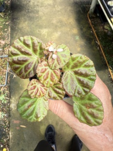 地衣秋海棠雨林缸植物