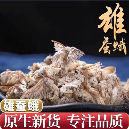 中药材批发雄蚕蛾新货雄蚕蛾晚蚕蛾泡酒原料承接药店订单量大从优