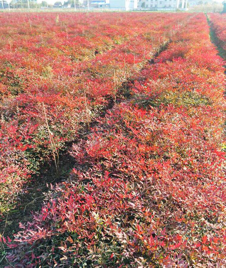 绿化树苗四季常绿南天竹 价格 怎么样 图片