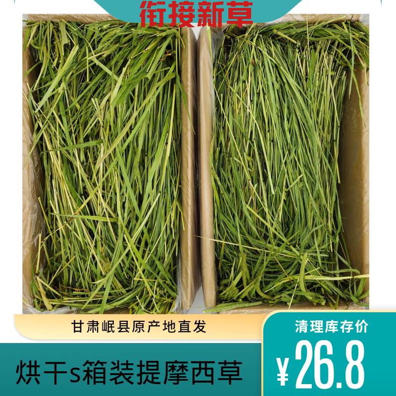龙猫提摩西草莜草源兔兔饲料有穗